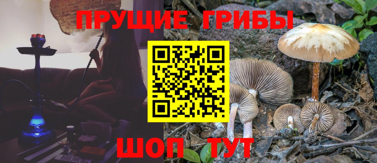 Галлюциногенные грибы Psilocybe Архангельск